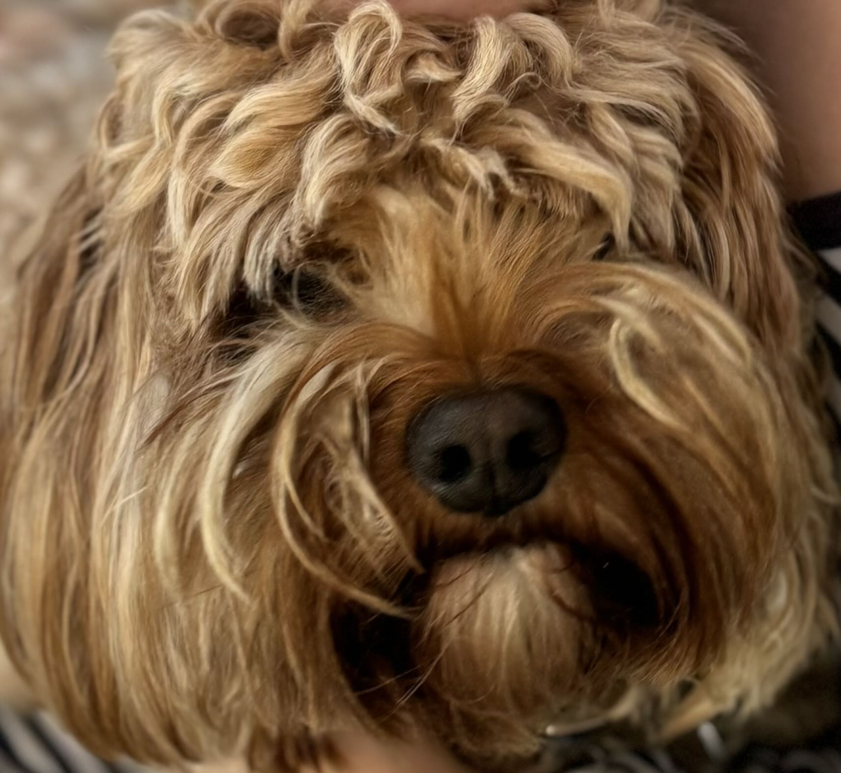 James McDonough-Smith