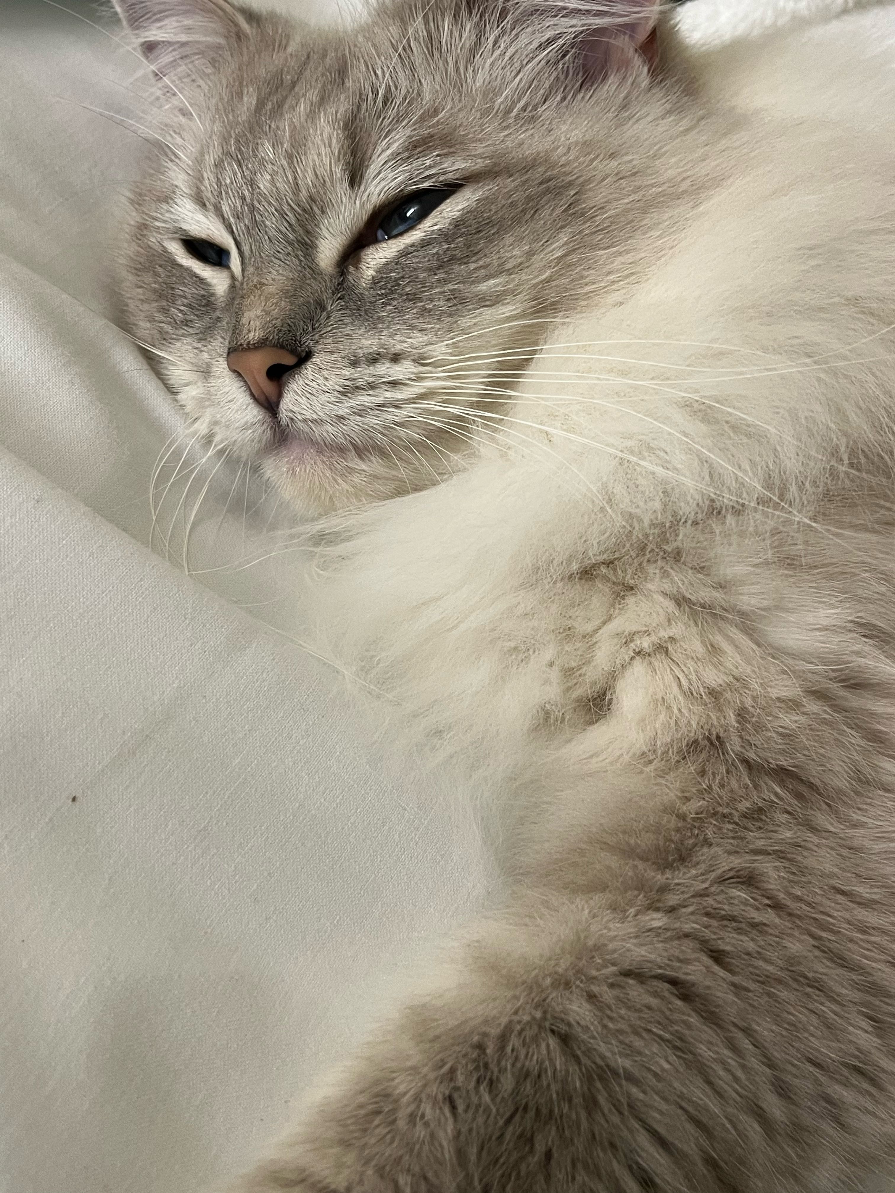 Adam Kudlacek Yonezawa