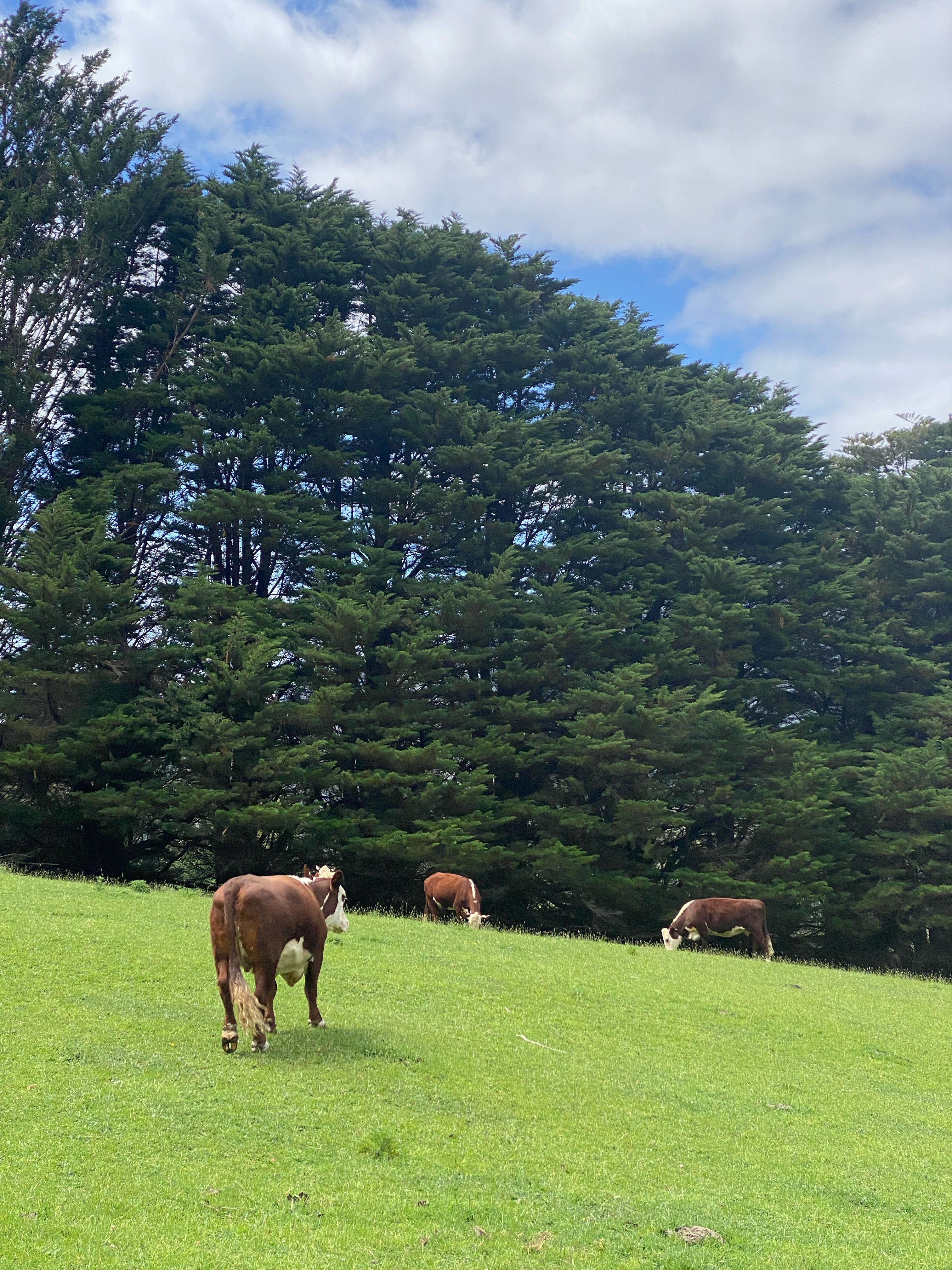 Hana Takahashi- Chan