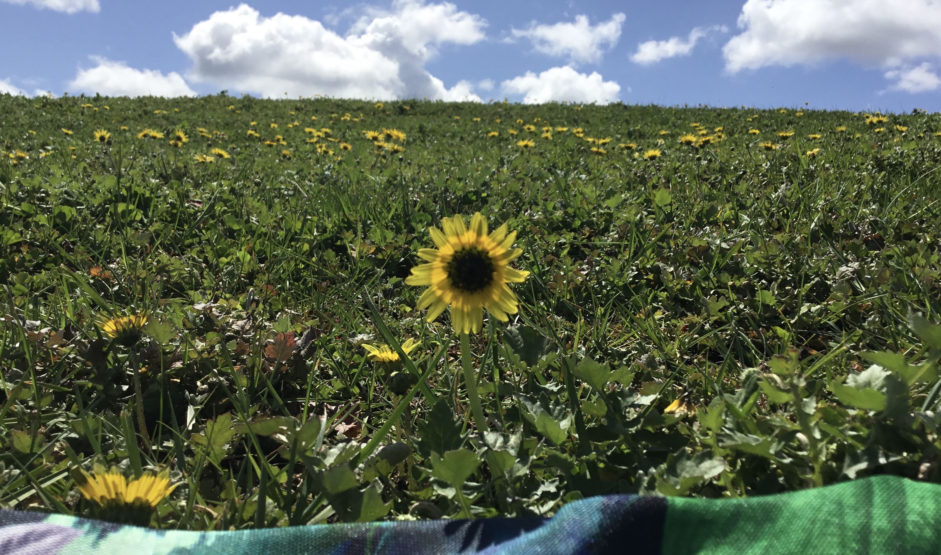 Gigi Pattison McKinnon