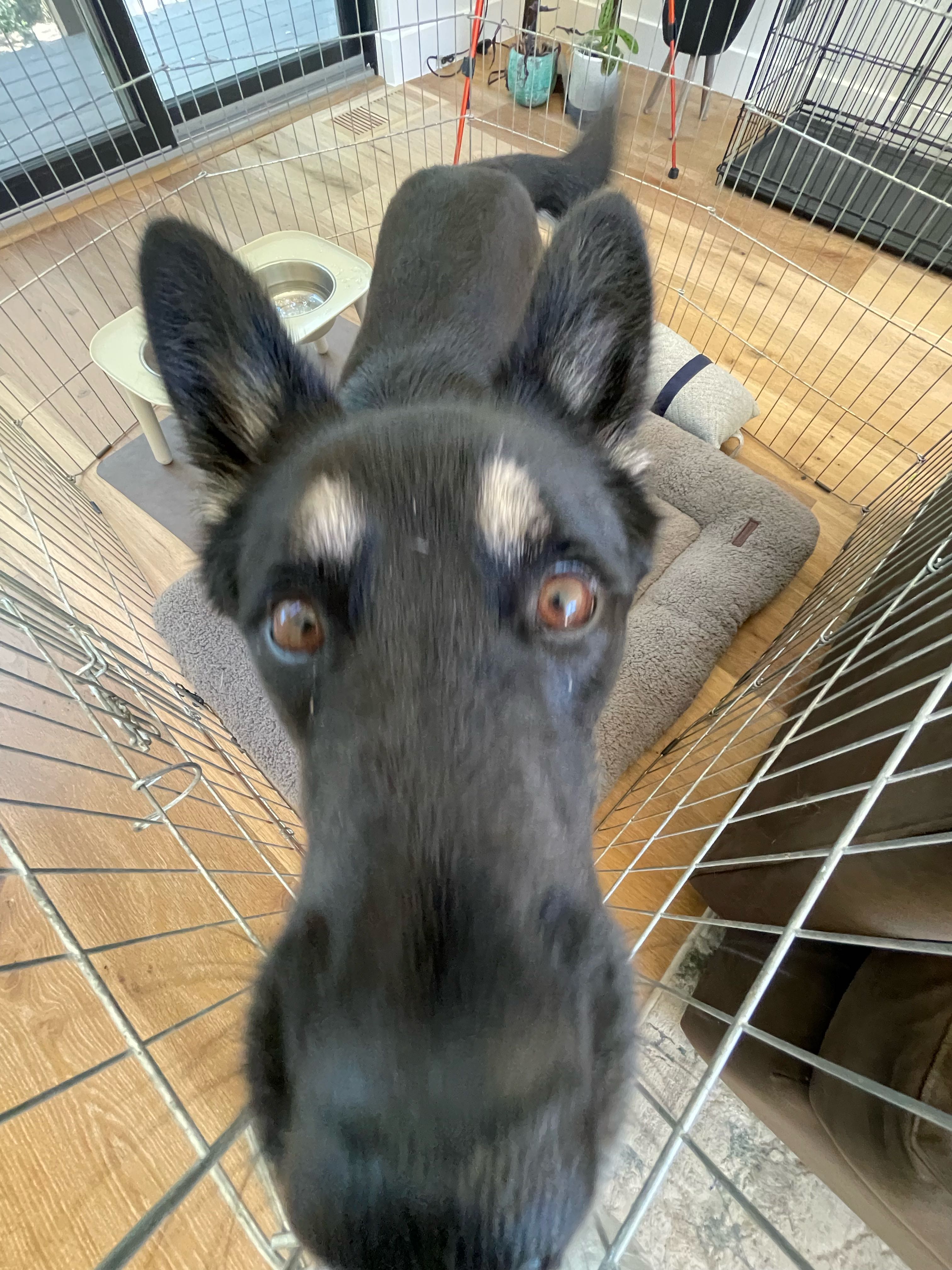 Hayato Radhakrishnan