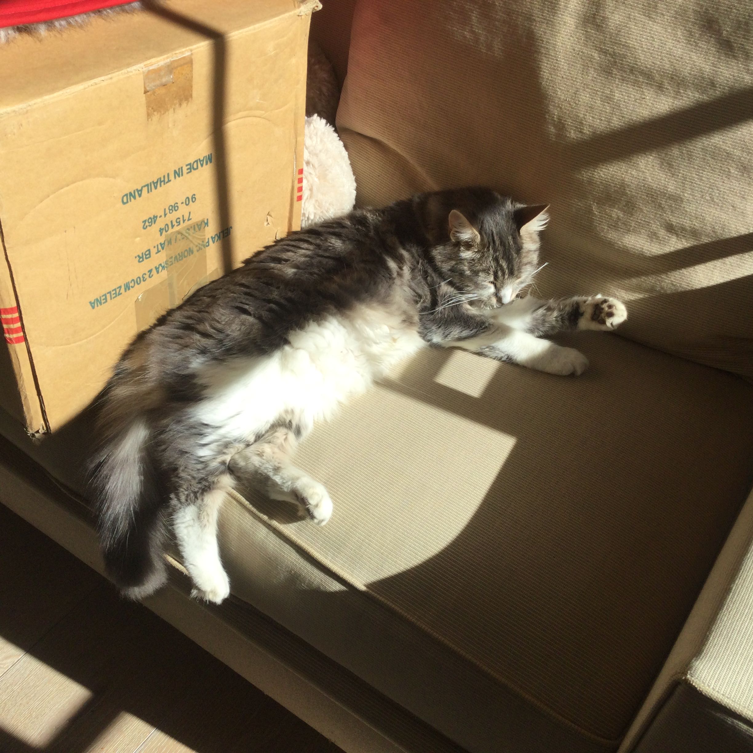 Aleksandar Maksimilian Pellet